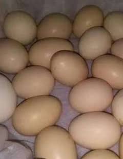 Aseel Sindhi eggs