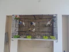 Lovebirds Setup Breeder IAlbino Red Eye|Fischeri|Parblue|Opline|Parrot