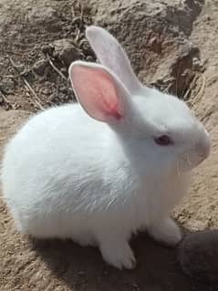 New Zealand White Rabbits