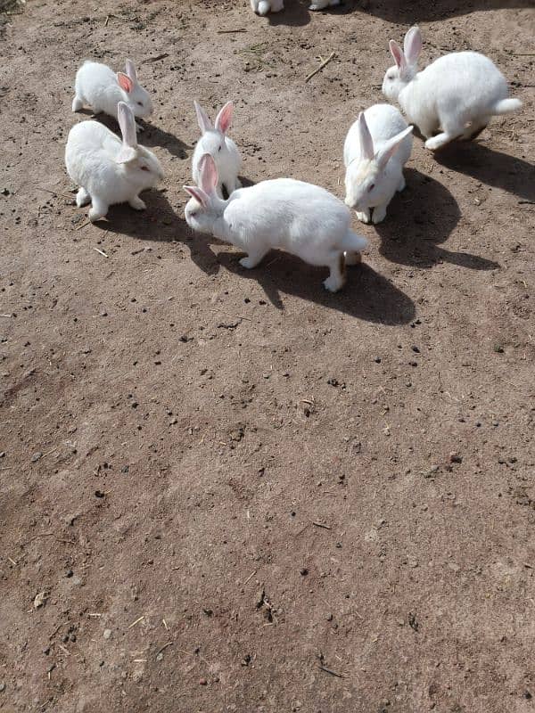 New Zealand White Rabbits 2