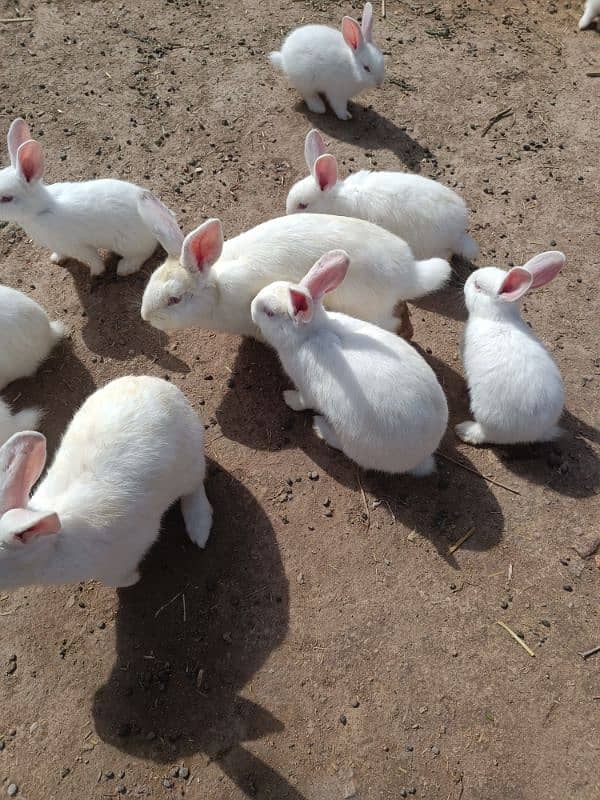 New Zealand White Rabbits 3