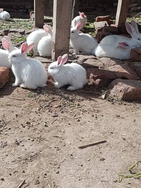 New Zealand White Rabbits 7