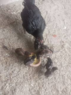 one hen and 9 chicks