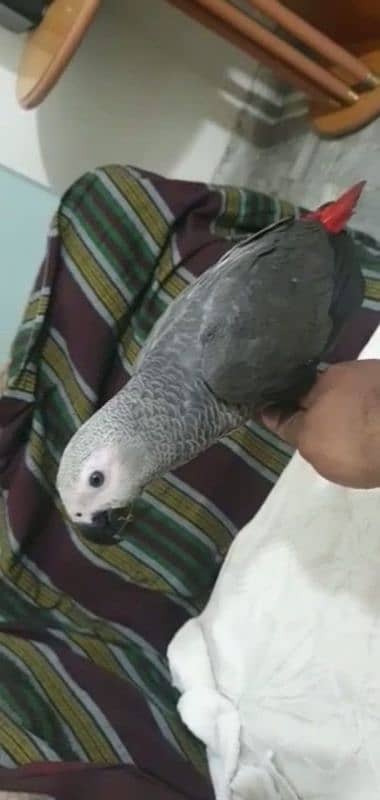 African grey parrot for sale contact WhatsApp 0336 871 65 26 1