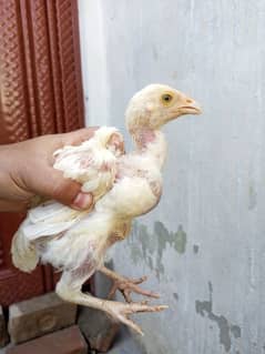 Heera Aseel Chick pair ( 03204661930 )