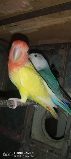 3 pice love bird for sale