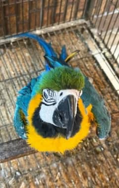 blue macaw parrot chicks for sale Whatsapp number 03351141179.