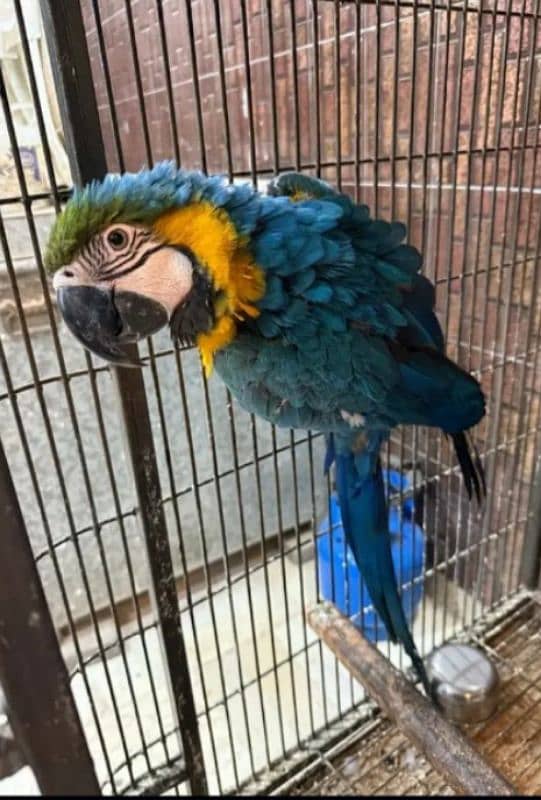 blue macaw parrot chicks for sale Whatsapp number 03351141179. 1