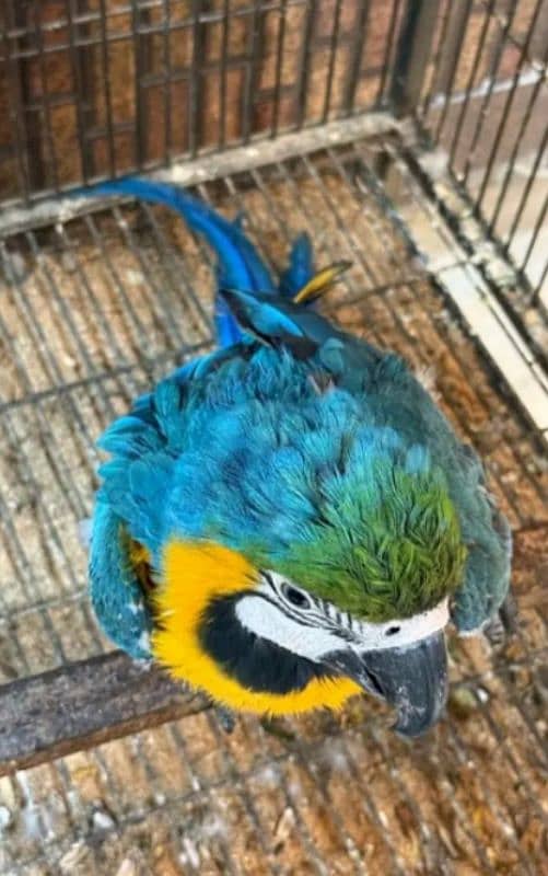 blue macaw parrot chicks for sale Whatsapp number 03351141179. 2