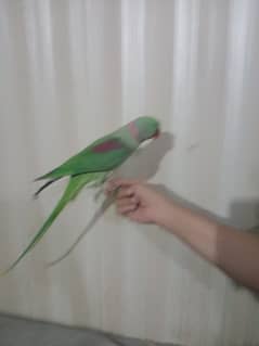 parrot