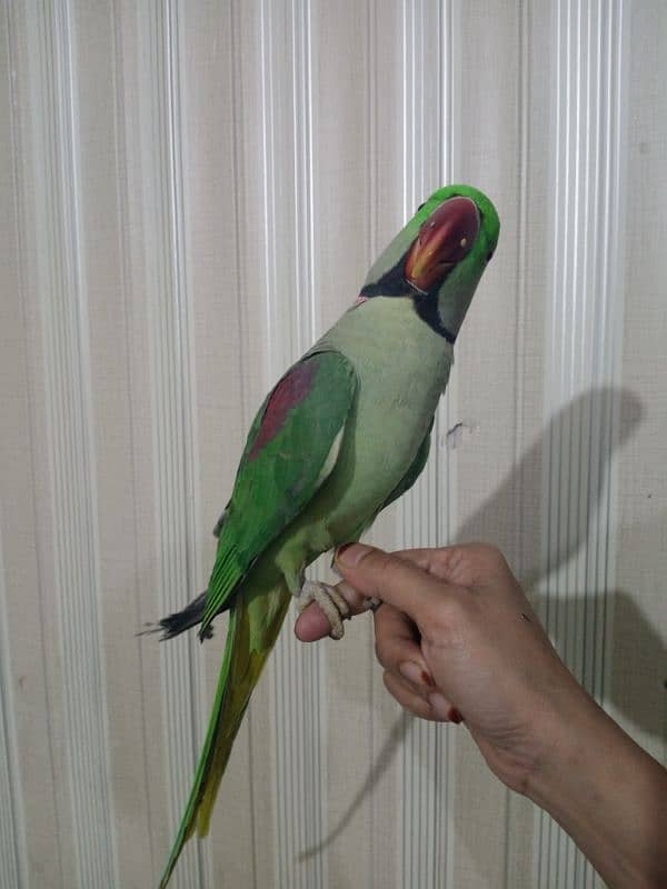 parrot 1