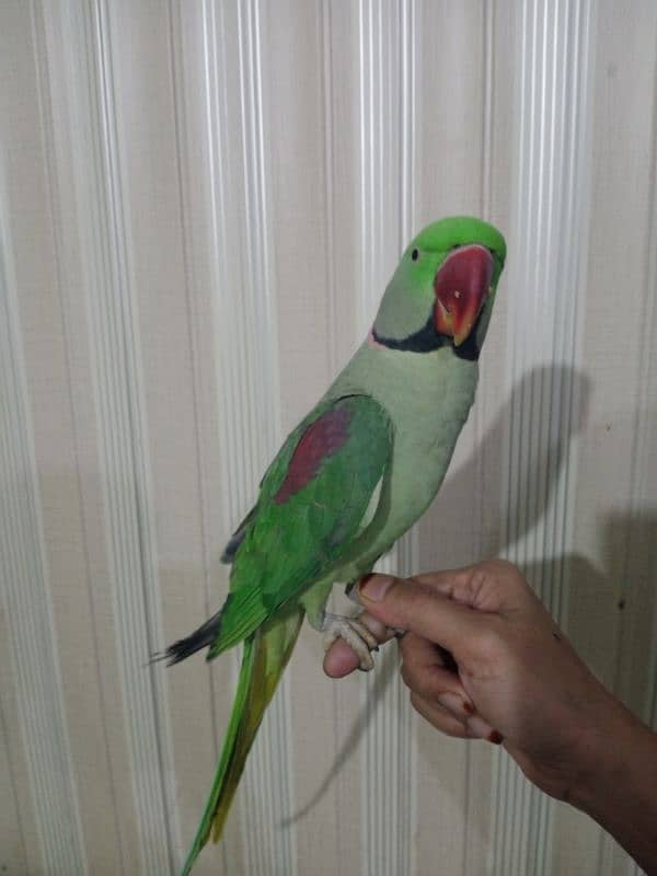 parrot 2