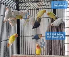 Lovebird breeder pairs and pathay