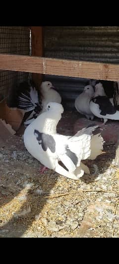 Lakay pigeon for sale home breed