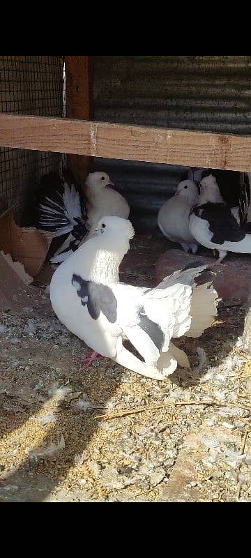 Lakay pigeon for sale home breed 0