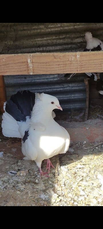 Lakay pigeon for sale home breed 1