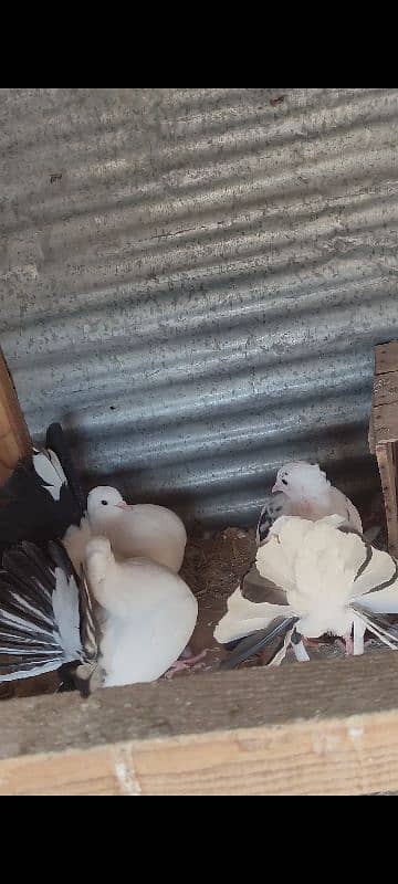 Lakay pigeon for sale home breed 2