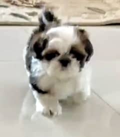 Shih Tzu Pedigreed Puppies For Sale