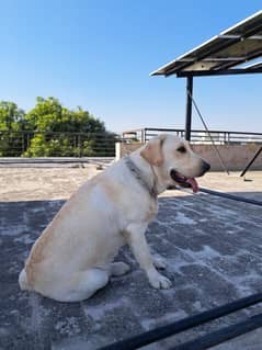 Pedigree British Labrador female for sale