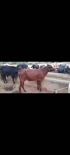 8 cross heifers wachiyan 1 jhoti 1 breeder wacha for sale