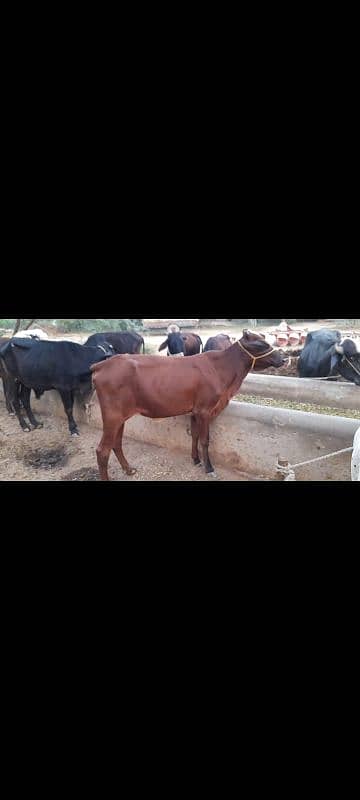 8 cross heifers wachiyan 1 jhoti 1 breeder wacha for sale 0