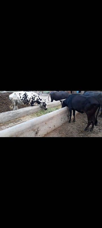 8 cross heifers wachiyan 1 jhoti 1 breeder wacha for sale 1