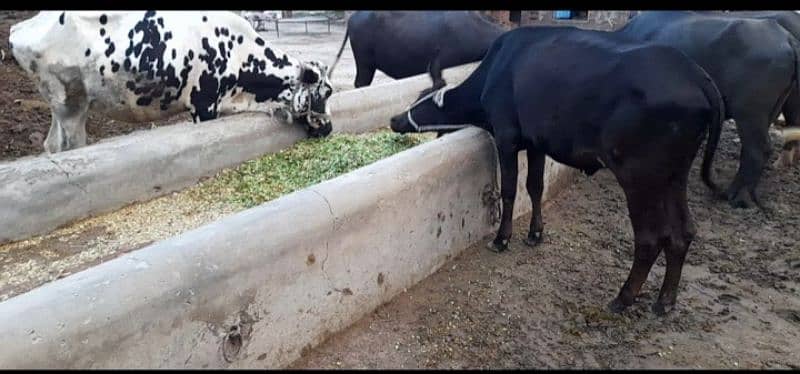 8 cross heifers wachiyan 1 jhoti 1 breeder wacha for sale 2