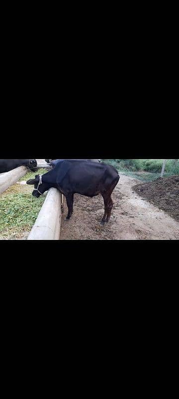 8 cross heifers wachiyan 1 jhoti 1 breeder wacha for sale 3