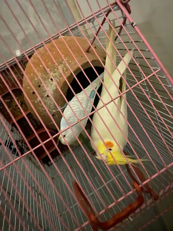 Coktaiel bird male 2