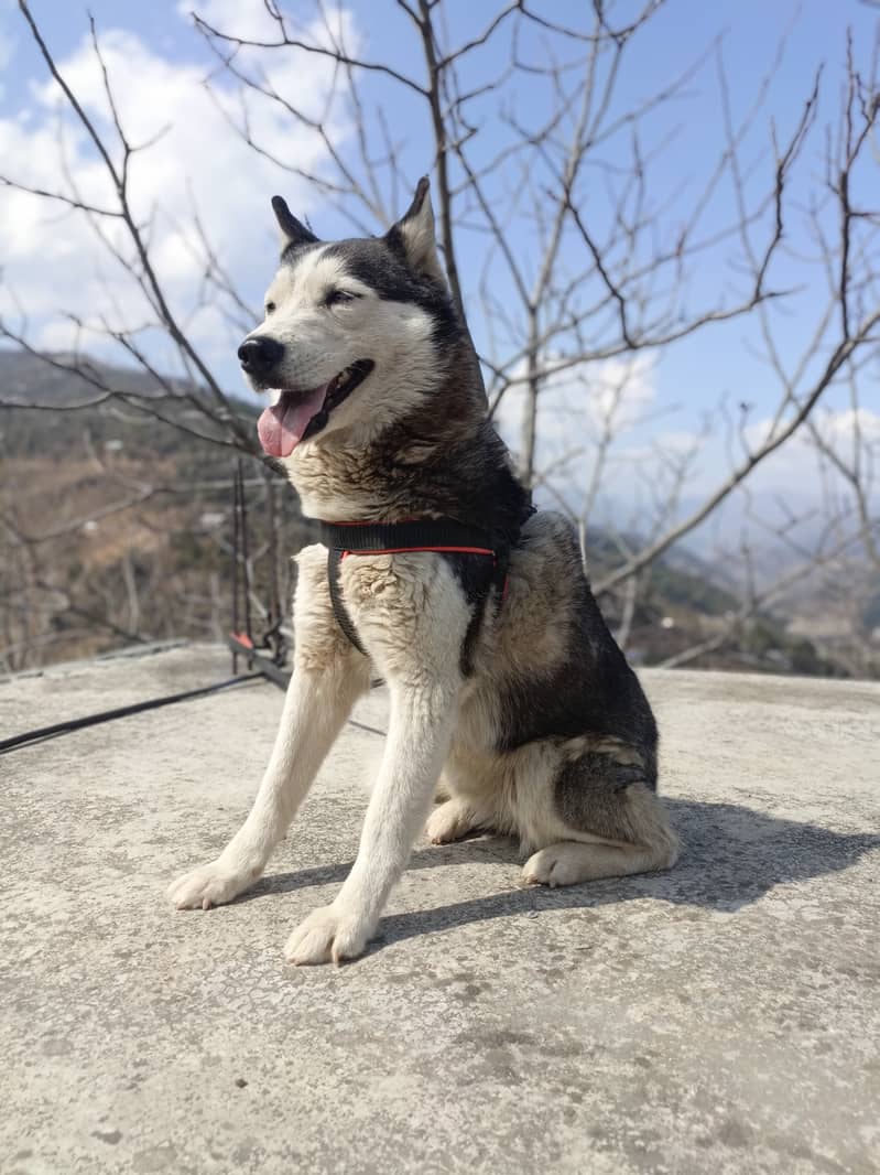 Husky female 1