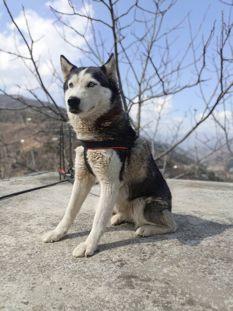 Husky female 2