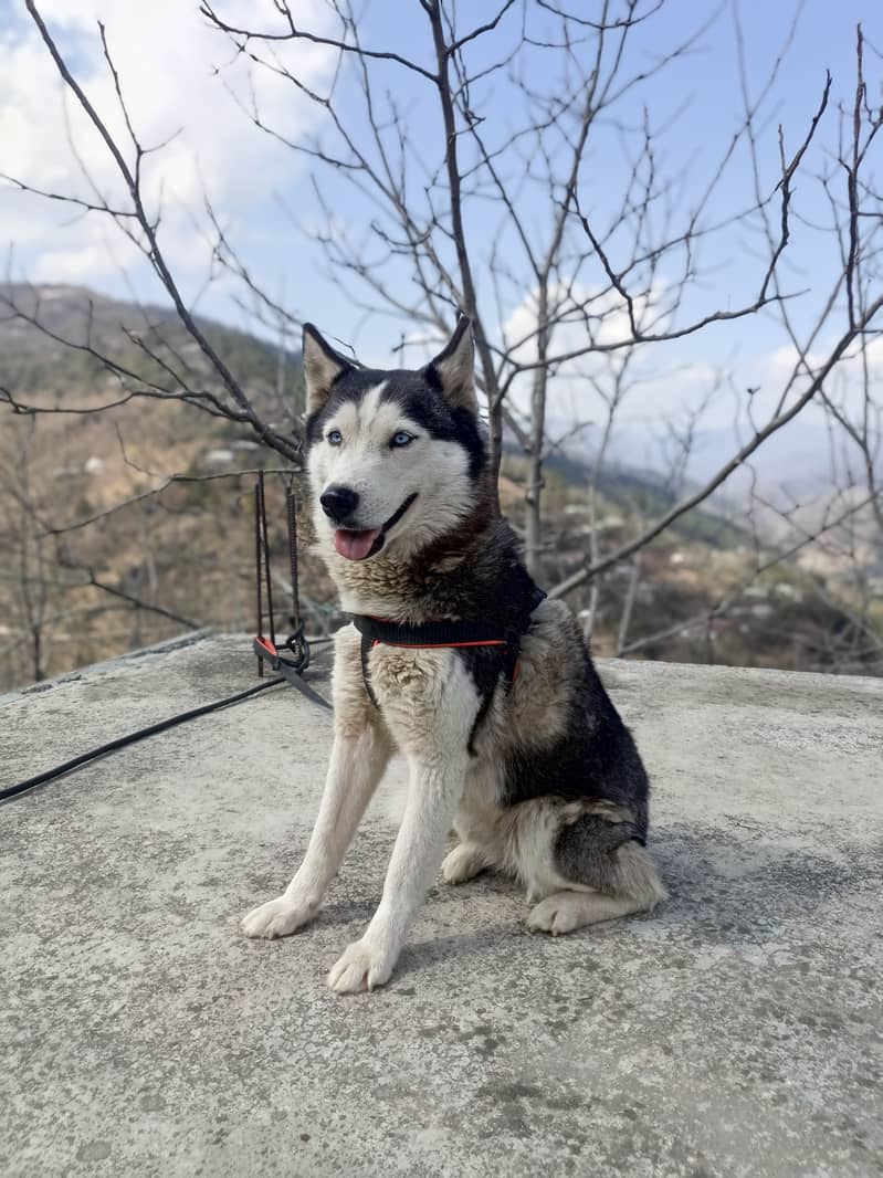 Husky female 3