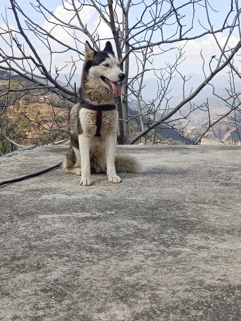 Husky female 5