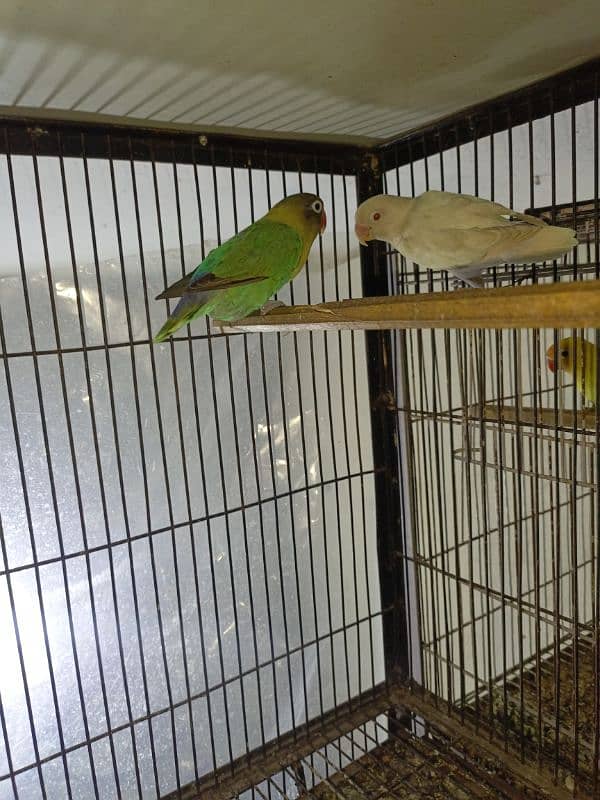 Albino red eye  into Parblue Breeder pair available for sale with eggs 1