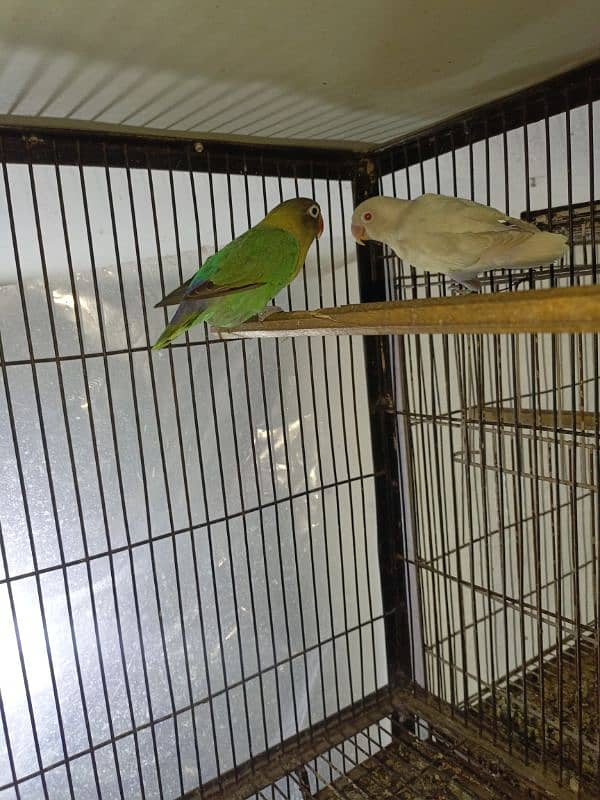 Albino red eye  into Parblue Breeder pair available for sale with eggs 2