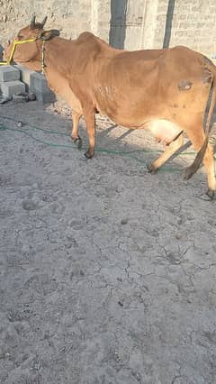 Sahiwal Cow