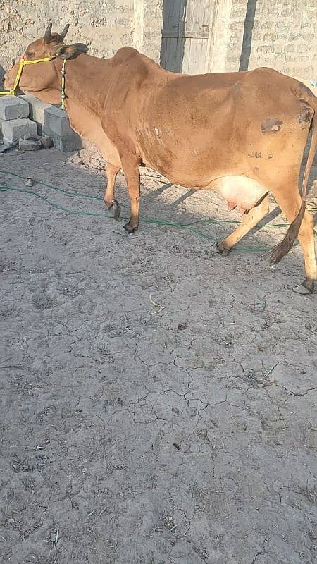 Sahiwal Cow 0