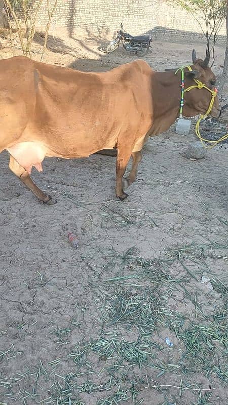 Sahiwal Cow 2