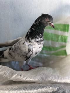 Pigeons For sale