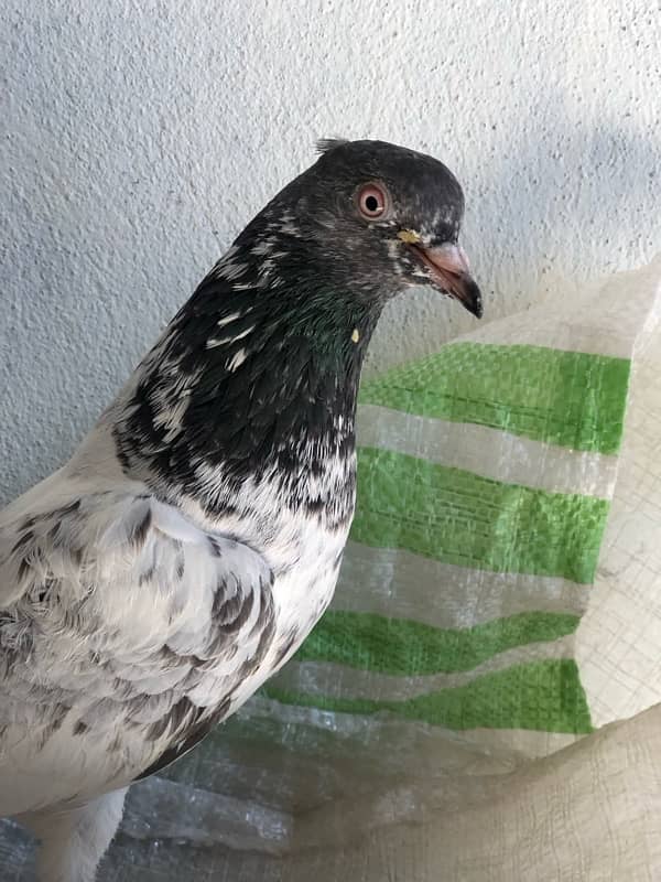 Pigeons For sale 2