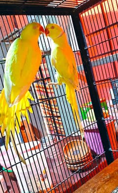 Parrot | Yellow Parrot | parrot for sale | yellow Parrot for sale