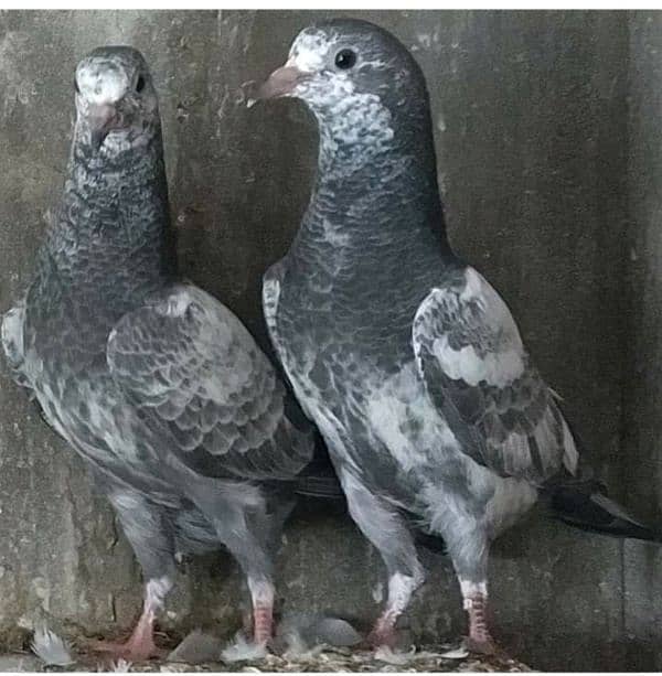 pigeon kabootar parwazi 0