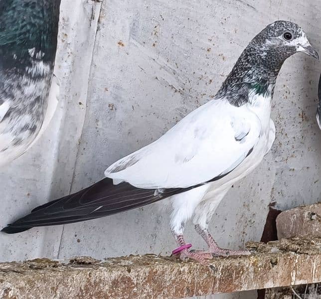 pigeon kabootar parwazi 1