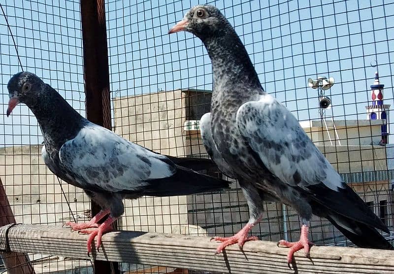 pigeon kabootar parwazi 6