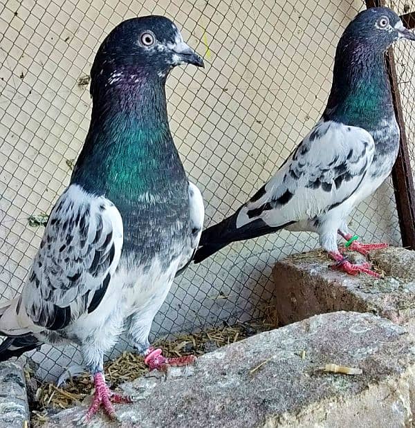 pigeon kabootar parwazi 14