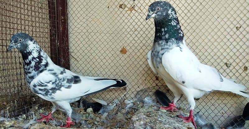 pigeon kabootar parwazi 15