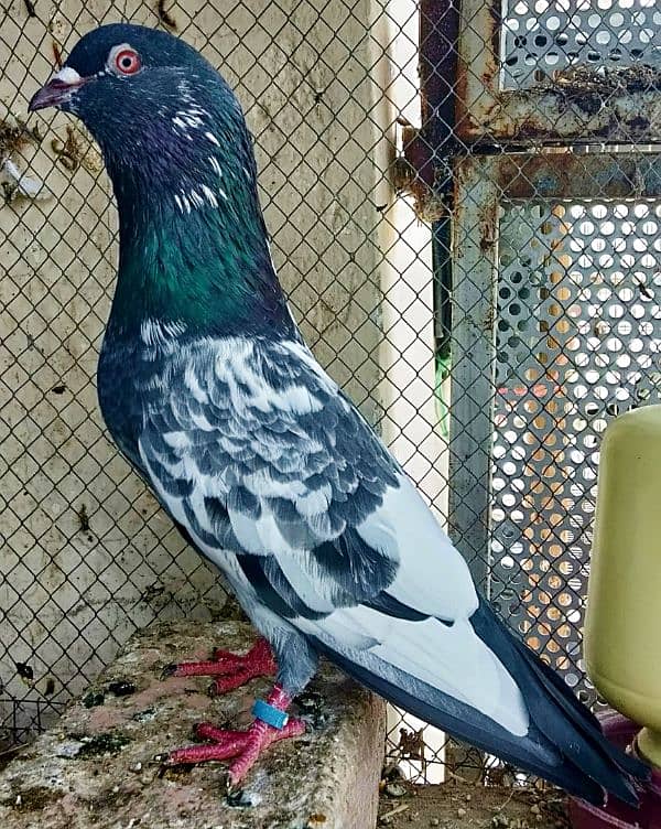 pigeon kabootar parwazi 16