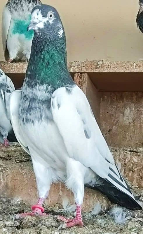 pigeon kabootar parwazi 17