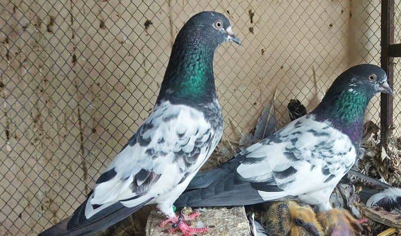 pigeon kabootar parwazi 19