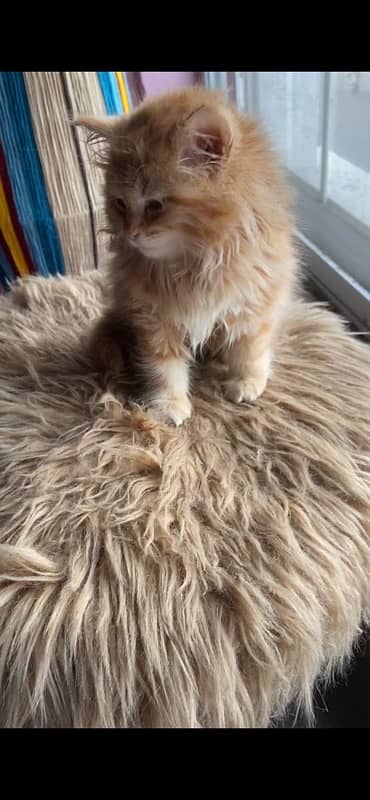 Persian kitten | Ginger kitten | Ginger Persian kitten For Sale 4